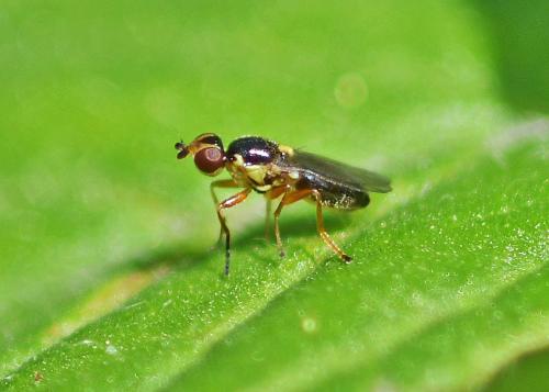 Cetema sp.
